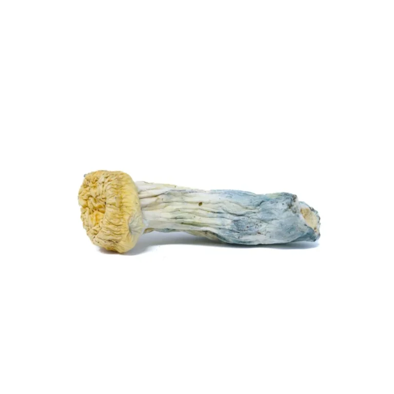 bluey vuitton mushrooms​