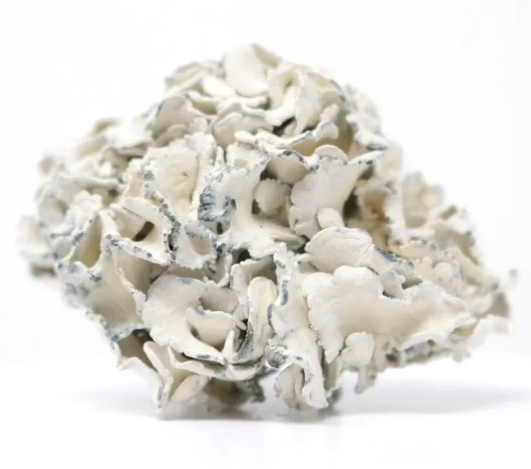 enigma mushrooms