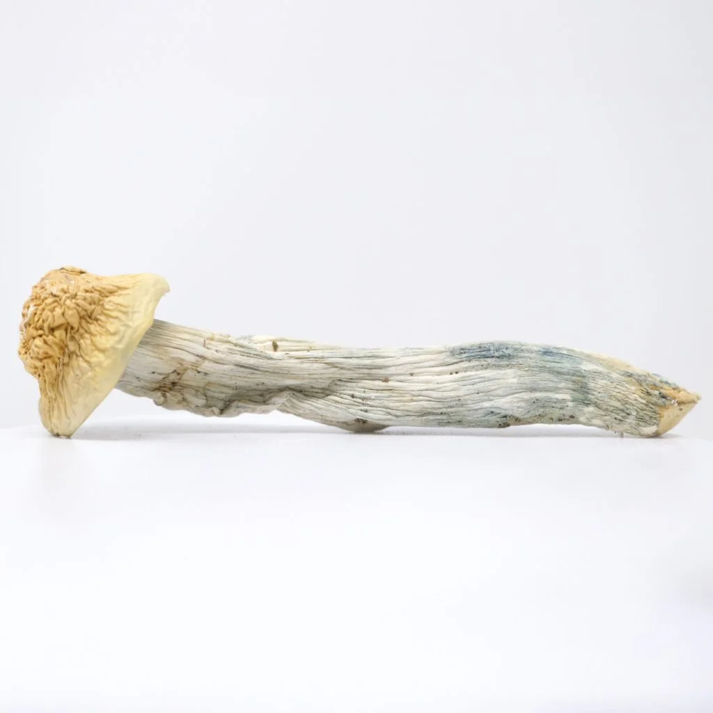 golden teacher mushrooms for sale​