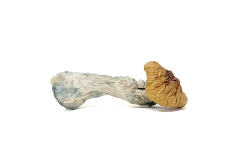 steel magnolia mushrooms​