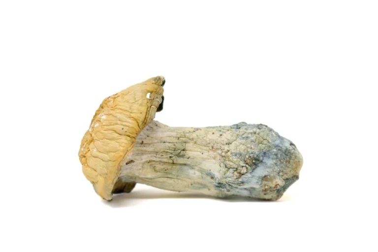 thrasher mushrooms​